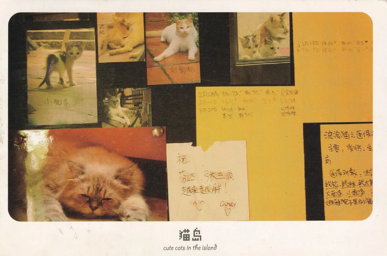 猫岛拼贴与同行寄语明信片_正背，正面。